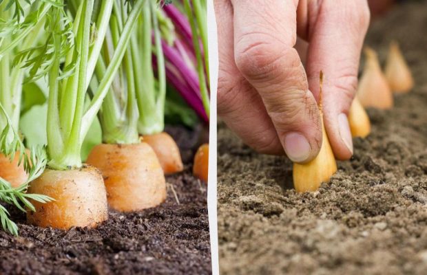 Що посадити поруч з морквою: найкращі та найгірші сусіди на грядці