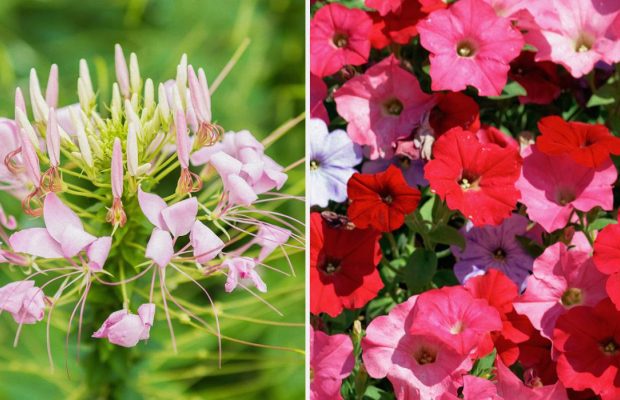 Які квіти можна садити в березні та квітні: 9 рослин, які будуть цвісти все літо