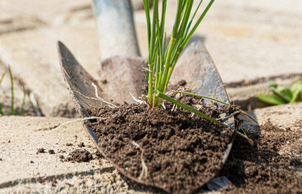 Сорняки на дорожках исчезнут за день: вот чем их нужно посыпать