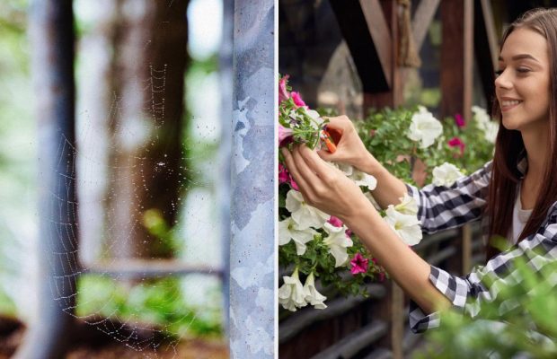 Зачем брызгать уксусом на балконе: простой трюк, который советуют все хозяйки