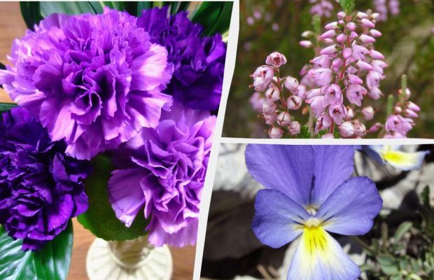 Які квіти ідеально ростуть у горщиках і контейнерах: садівники назвали топ-8