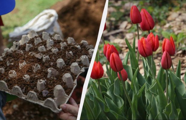 Мудрі квітникарі посадили тюльпани в яєчні лотки: клумба виглядає приголомшливо