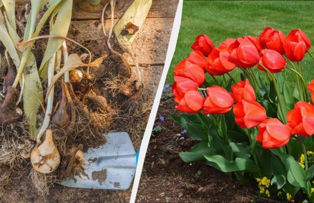 Вже час садити цибулини тюльпанів: яка велика перевага весняної посадки