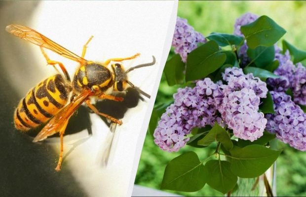 7 растений привлекают смертельно опасных шершней: их нельзя сажать возле дома