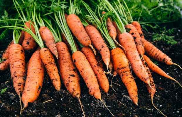 10 професійних порад, як виростити найсолодшу моркву з насіння