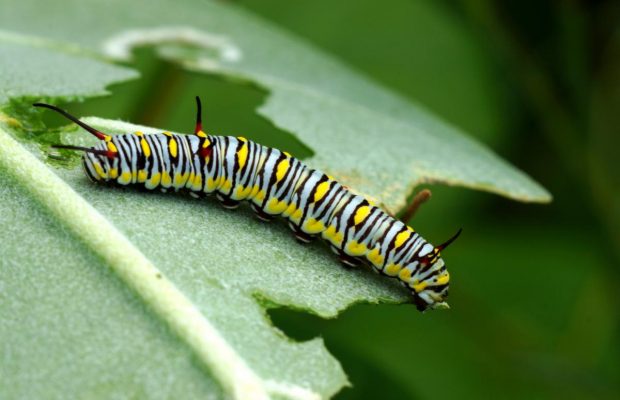 5 причин, чому у рослин може бути діряве листя, та розумні методи це виправити