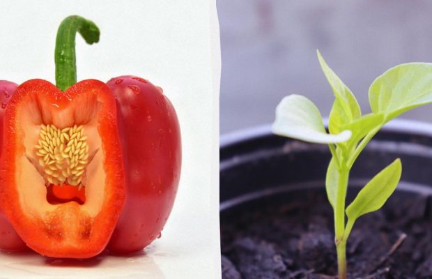Насіння зійде швидше: у чому замочувати помідори, перець і огірки перед посадкою