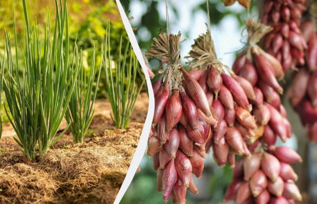 Терміни "підгорають": коли сіяти цибулю чорнушку і як правильно підготувати насіння