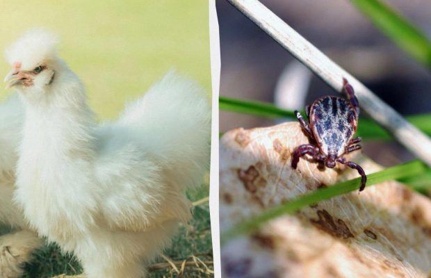 Полює на кліщів цілий день: впустіть у сад цю птицю, і вона майстерно очистить ваші грядки