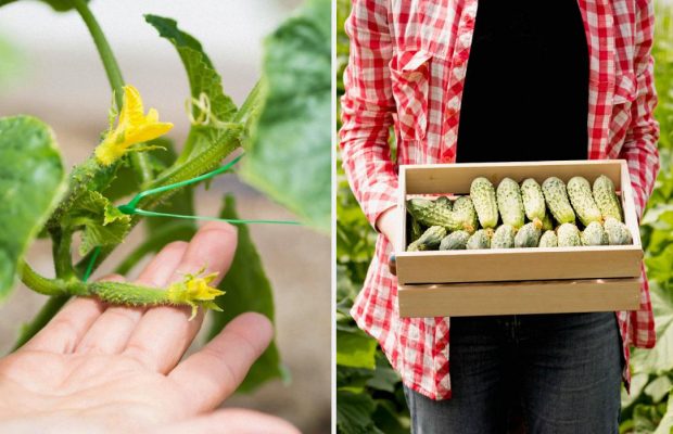 Які огірки посадити в 2026 році: ці гібриди дають найбільший урожай