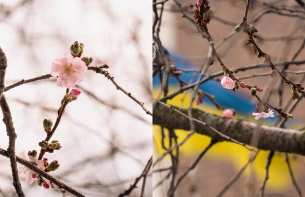 У Мукачеві почала квітнути "шалена" сакура: у чому її особливість (фото)