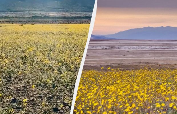 Долина Смерті вкрилася морем квітів: туристи їдуть побачити рідкісне "суперцвітіння"