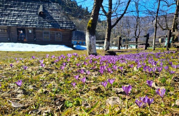 У Колочаві зацвіли крокуси: коли очікувати на пік квітування (фото)