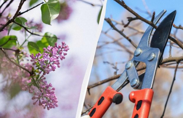 Секатор почекає: 6 рослин, які в жодному разі не можна обрізати в березні