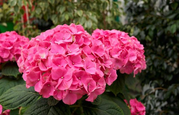 Чим підгодувати гортензію ранньою весною: квіти будуть великими та красивими