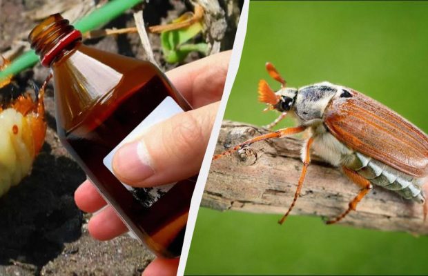 Хрущі зникли з городу і не з’являються: який препарат знищив усіх личинок