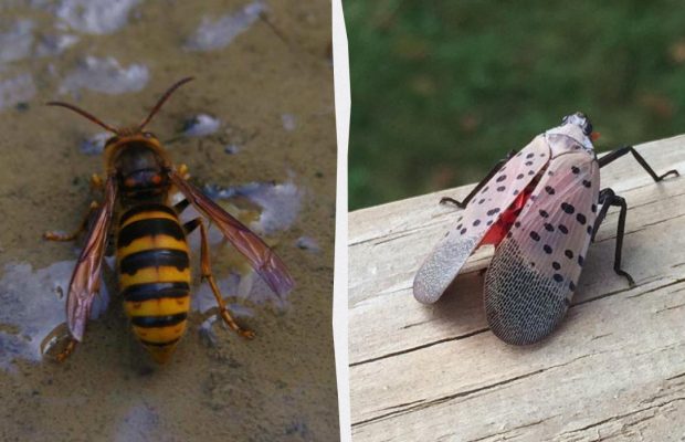 4 небезпечні види комах, які загрожують вашому саду та дому