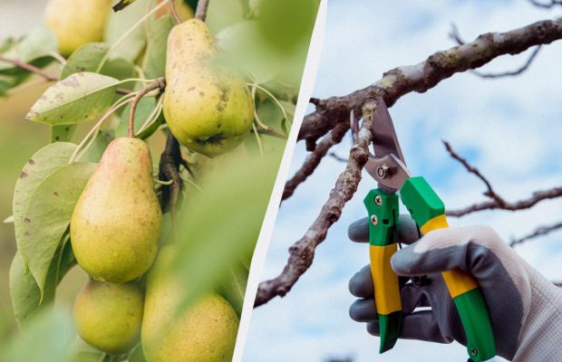 Це знають лише досвідчені садівники: як зрозуміти, що настав час обрізати грушу