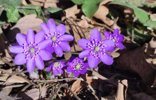 Дивитися можна, зривати – ні: у лісах Львівщини порозпускалися первоцвіти (фоторепортаж)