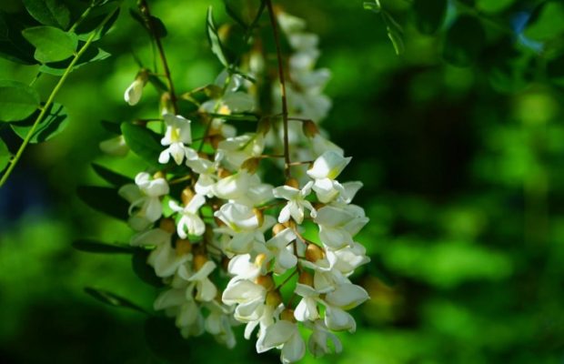 6 дерев, які не варто садити у дворі: садівники розкрили причини