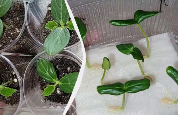 Проростуть швидше, ніж у всіх сусідів: 5 способів пророщування насіння огірків