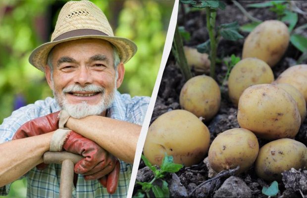 Календар посадки картоплі на 2026 рік: як зрозуміти, що вже "час" - пам'ятка фермерам