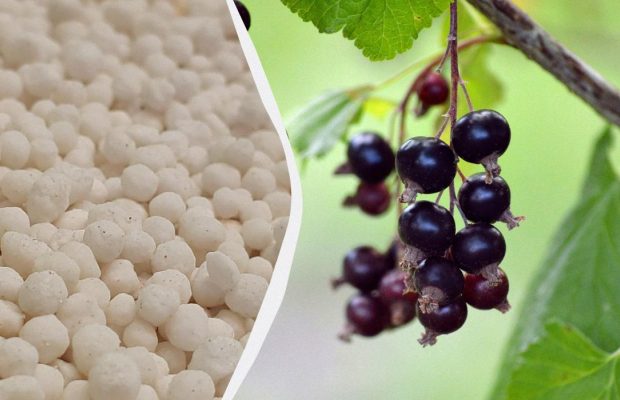 Що робити зі смородиною навесні: 4 кроки, щоб зібрати вдвічі більше ягід