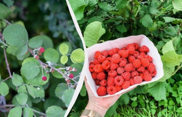 Ці рослини назавжди знищать кущі малини: їх не можна висаджувати поруч із ягодами