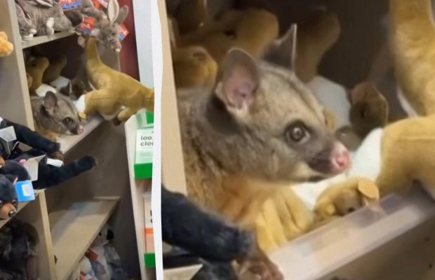 Люди были в ошеломлены: в магазине аэропорта живой опоссум поселился среди мягких игрушек