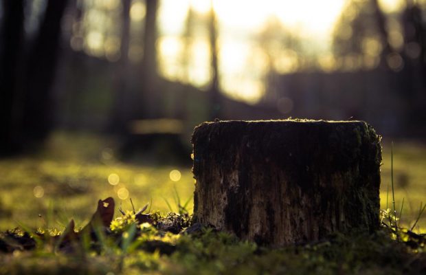 Как убрать пень без лопаты и техники: простой способ, о котором мало кто знает