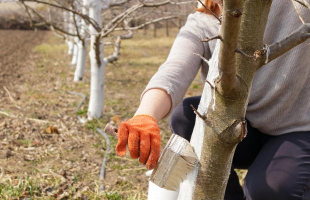 Чем и когда лучше всего белить деревья: ни один вредитель не подойдет