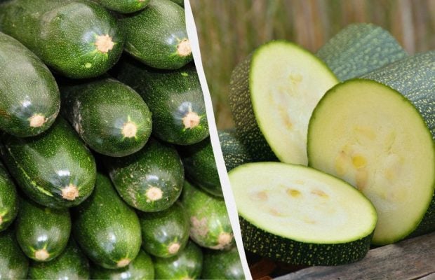 Одні для врожайності, інші для смаку: які сорти кабачків вибрати на город