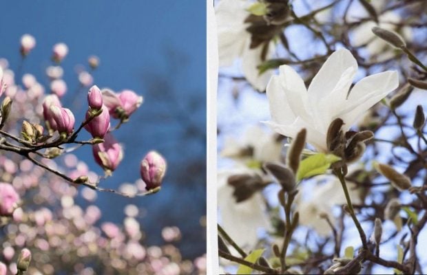 На Закарпатті зацвіли магнолії: де можна помилуватися квітами (фото)