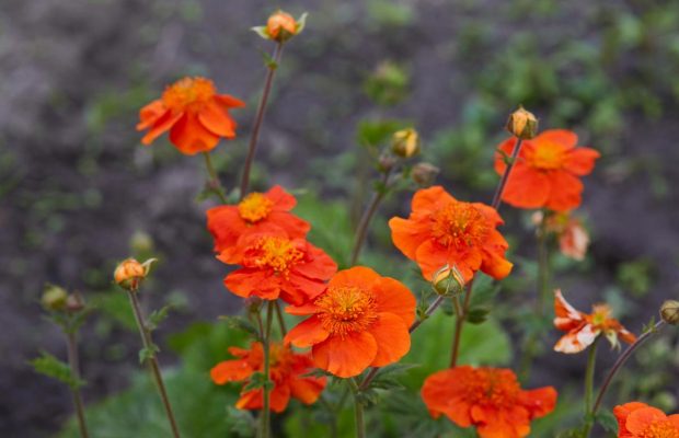 10 многолетних цветов, которые с годами становятся только лучше: эксперты назвали сорта