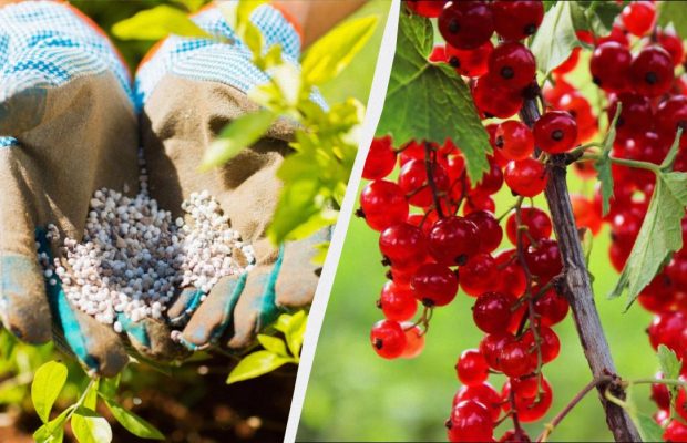 Смородину обязательно нужно подкормить весной: всего горсть удобрения на куст