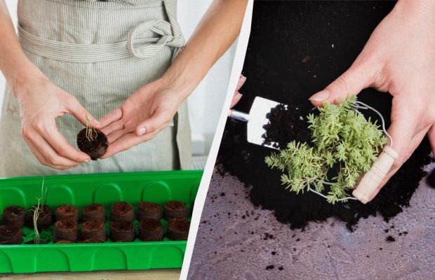 Про це знають лише досвідчені садівники: як правильно пікірувати томати та іншу розсаду
