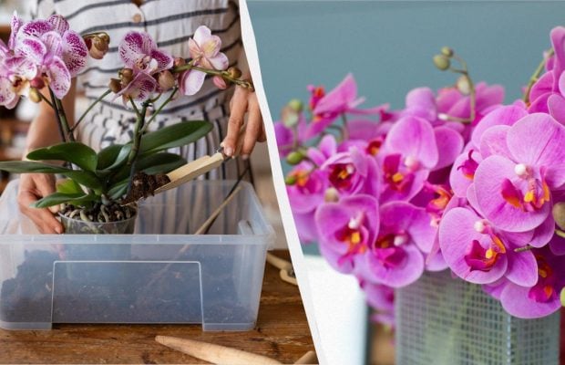Буде квітнути цілий рік: як правильно пересаджувати та розмножувати орхідею
