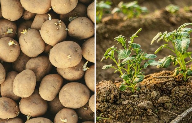 Когда сажать картошку в апреле 2026: благоприятные дни по лунному календарю