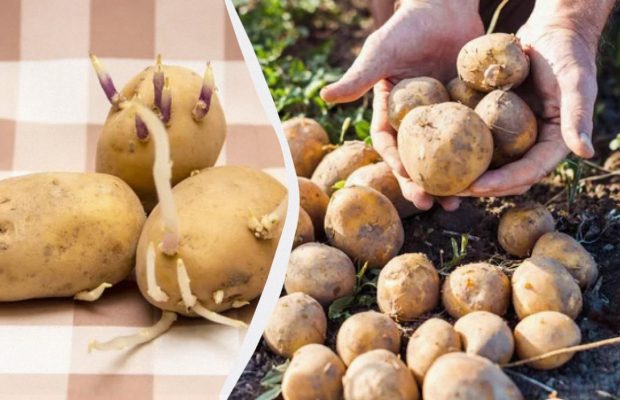 Як пророщувати картоплю перед посадкою – на світлі чи в темряві: яка краще росте