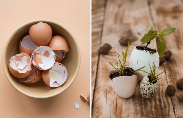 Как использовать яичную скорлупу на огороде: 7 способов, о которых многие не знают