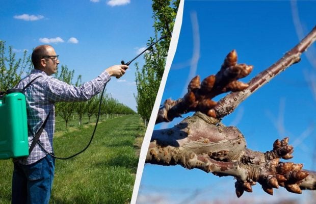 До кінця сезону про шкідників можна не турбуватися: чим обприскувати дерева вже зараз
