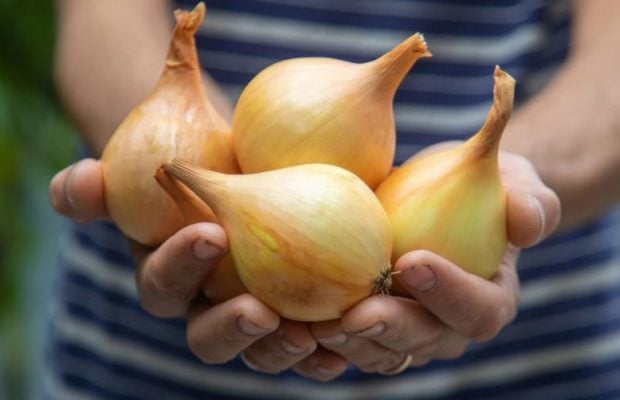 Усе про вирощування цибулі на своєму городі: експерти зібрали усі секрети в одному місці