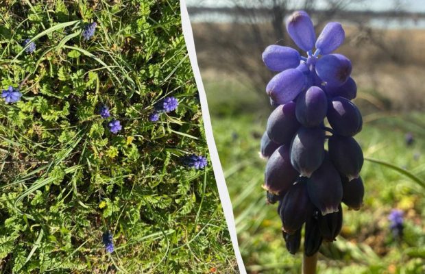 На Одещині масово зацвіла квітка з ароматом меду та ванілі (фото)