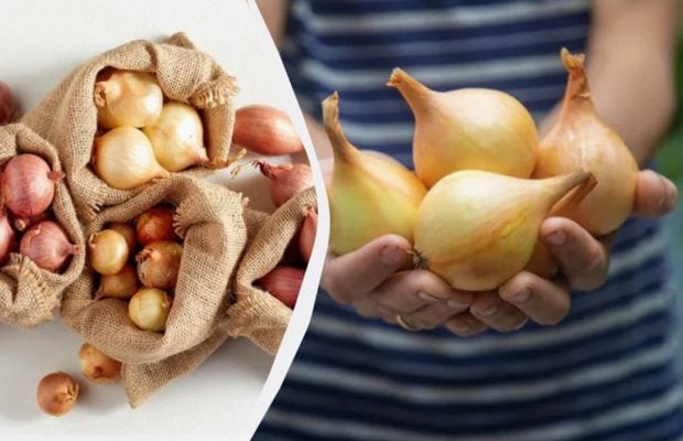 8 сортів цибулі-сівка, які не стрілкуються: на що звертати увагу під час купівлі цибулин
