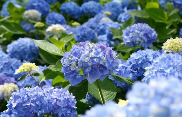 Королеви тінистого саду: 4 рослини, які прикрасять затінений куточок