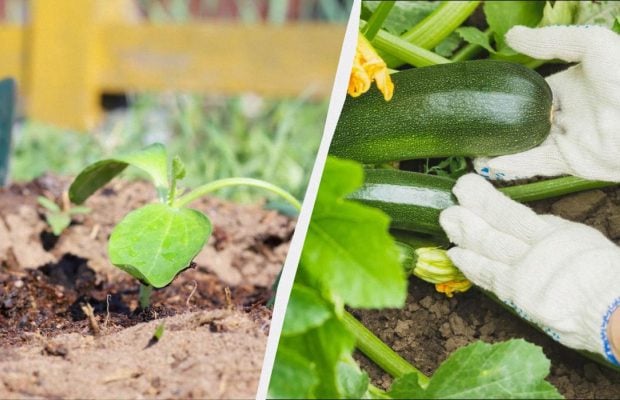 Починати саджати кабачки насінням можна лише з цього дня: не раніше, не пізніше