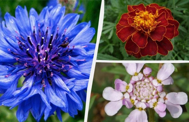 Навіть поливати не треба: найкрасивіші садові квіти, які не потребують постійного догляду