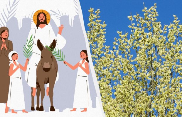 Есть ли разница между "вербой" и "ивой": как это связано с Вербным воскресеньем