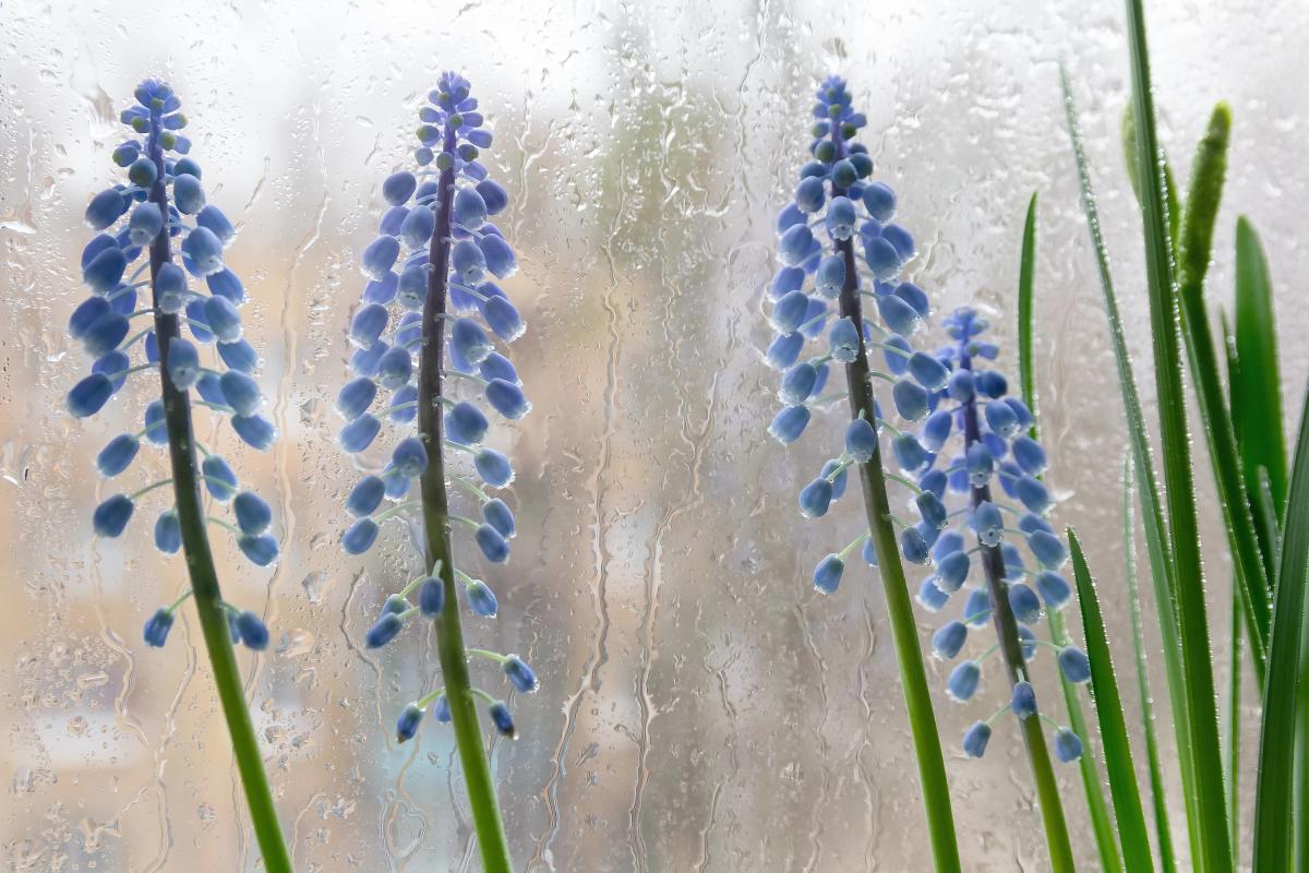 11 квітня не порадує українців теплом, майже скрізь - дощі