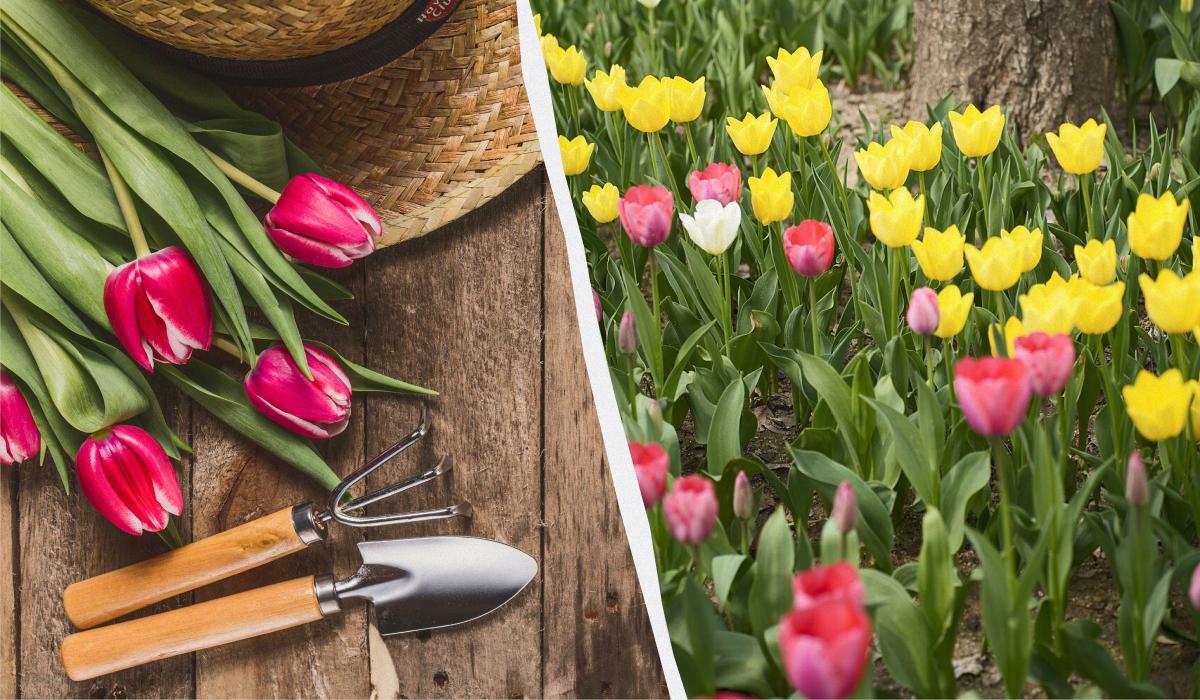 подкормить тюльпаны весной подкормить тюльпаны весной